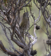 Psophodes nigrogularis