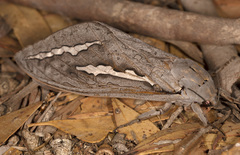 Abantiades hydrographus