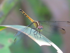Erythrodiplax avittata