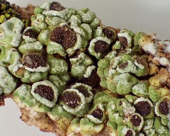 Acarospora schleicheri