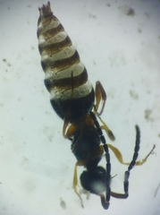 Megaspilidae