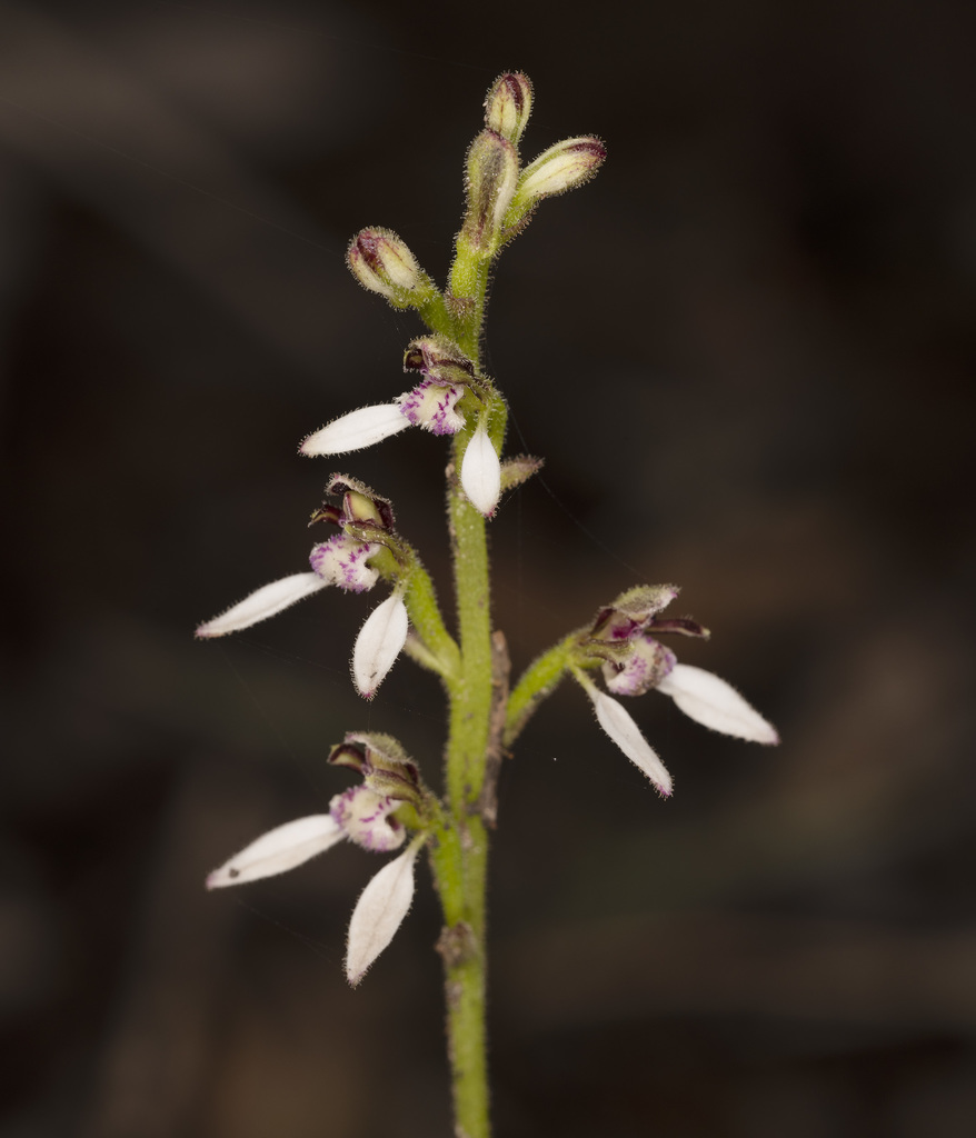 white bunny orchid