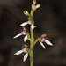 White Bunny Orchid - Photo (c) Keith Martin-Smith, some rights reserved (CC BY-NC-SA), uploaded by Keith Martin-Smith