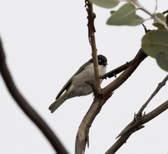 Melithreptus chloropsis