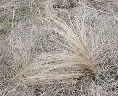 Stipa tirsa