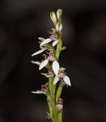 Eriochilus dilatatus