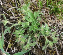 Potentilla humifusa