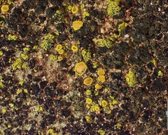 Xanthocarpia crenulatella