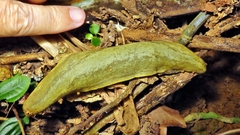 Vaginulus taunaisii