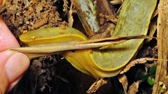 Vaginulus taunaisii