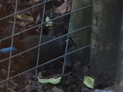 Pteroptochos castaneus