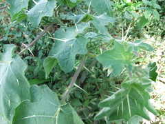 Solanum virginianum