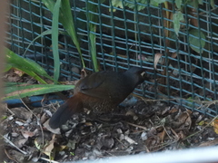 Pteroptochos castaneus