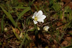 Gagea graeca