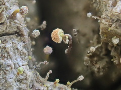 Sclerophora amabilis