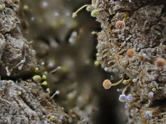 Sclerophora amabilis