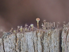 Sclerophora amabilis