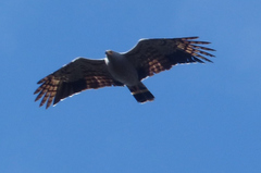 Polyboroides radiatus