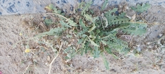 Launaea capitata