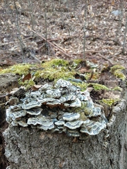 Trametes versicolor