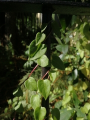 Anredera cordifolia