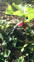 Trillium vaseyi