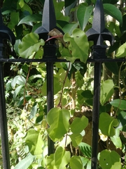 Anredera cordifolia