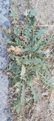 Launaea capitata