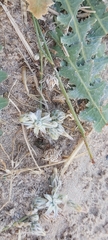 Launaea capitata
