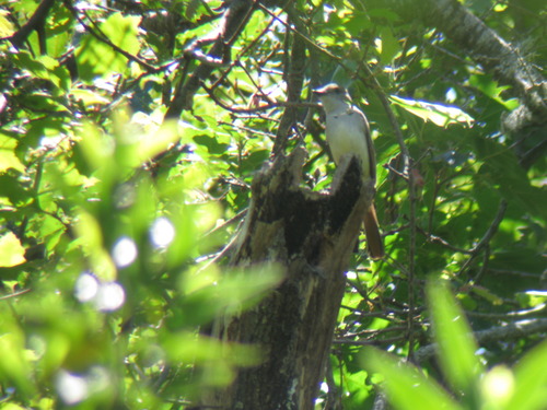 Myiarchus cinerascens