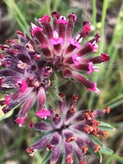 Anthyllis vulneraria rubriflora