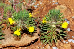 Ajuga chamaepitys palaestina