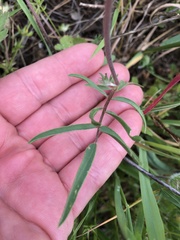 Anthyllis vulneraria rubriflora