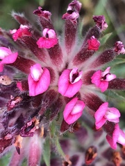Anthyllis vulneraria rubriflora