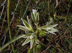 Ornithogalum boucheanum