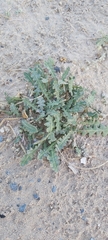 Launaea capitata