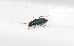 Haplomalachius flabellatus