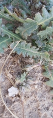 Launaea capitata