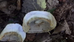 Gyroporus cyanescens