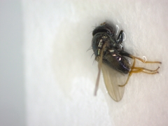 Diptera