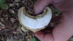 Gyroporus cyanescens