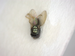 Diptera