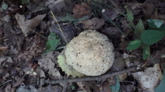 Gyroporus cyanescens