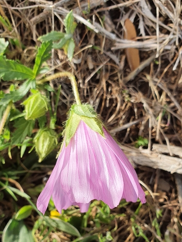 Malope image