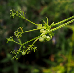Galium pisiferum