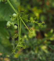 Galium pisiferum