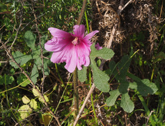 Alcea digitata