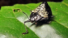 Cypherotylus tigrinus
