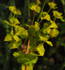 Euphorbia valerianifolia