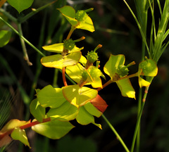 Euphorbia valerianifolia